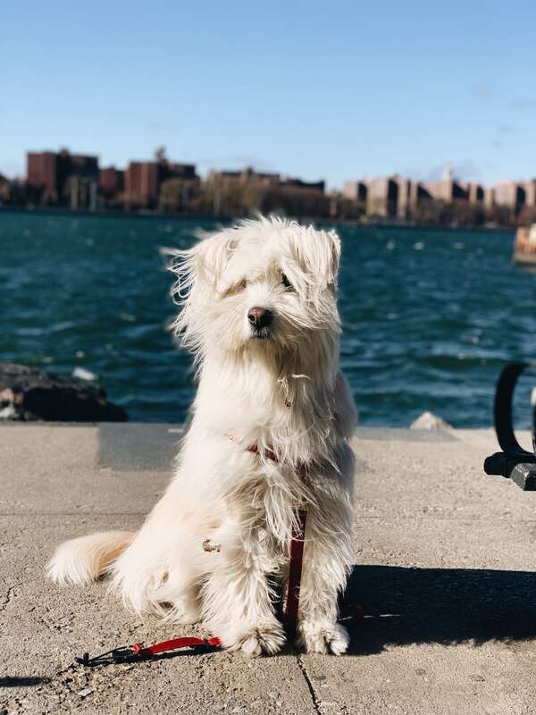 Korean Sapsali from the Chungju Lake region, South Korea