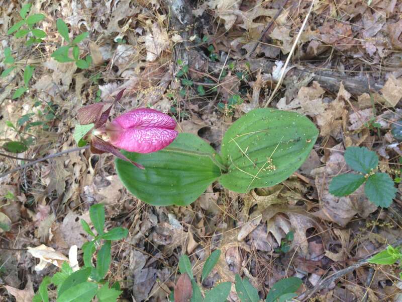 Lady Slipper in Acton Massachusetts