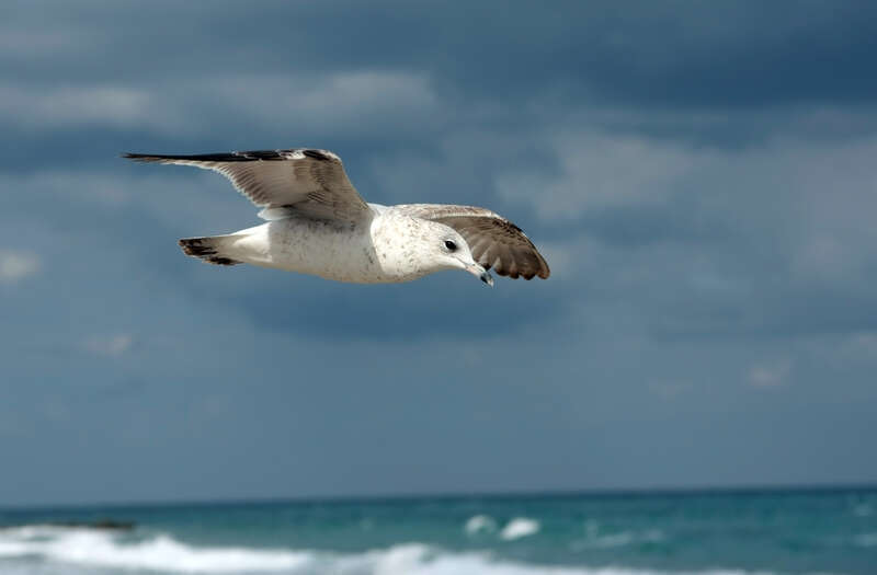 Ring-billed Gull (Larus delawarensis) in flight.