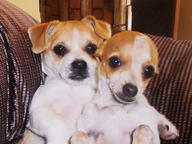 Leo &amp;amp; Lucky Dogs - Walnut Creek CA by TOM