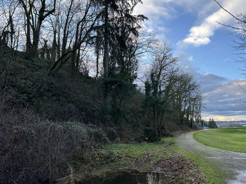 Trees at the Mill Creek Canyon Earthworks, a public park in Kent, Washington.