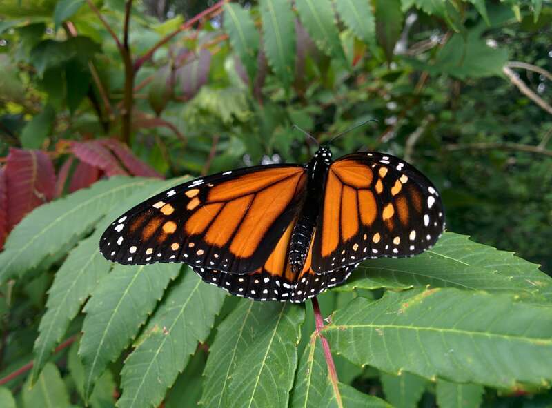 Photo by Courtney Celley/USFWS.