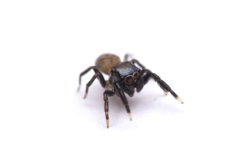 Nell's Tiny Jumping Spider (Neon nelli) in Georgia, United States