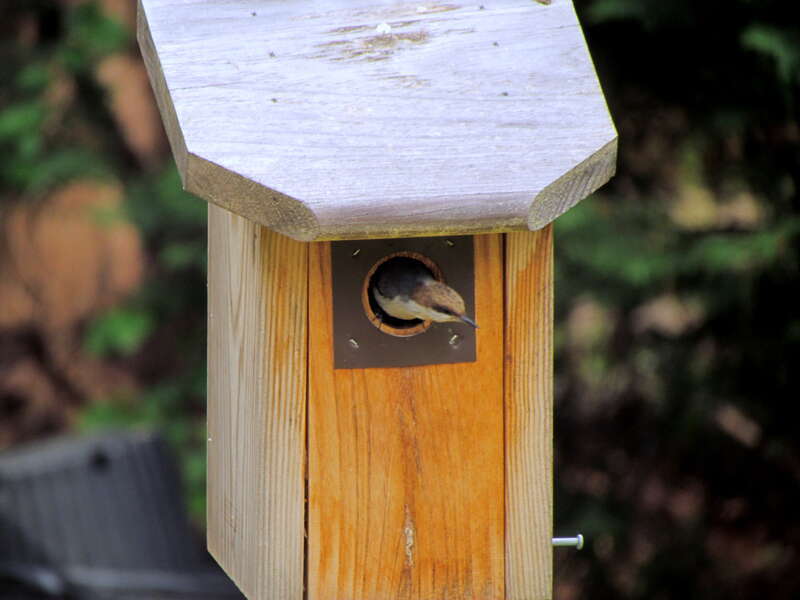 Brown-headed Nuthatch