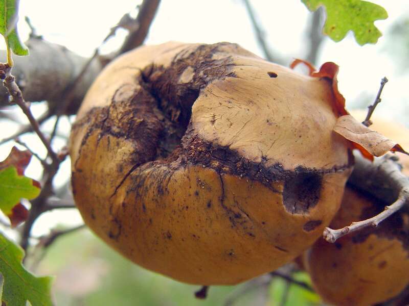 Oak Gall induced by a cynipid wasp (Andricus quercuscalifornicus) Edgewood Park and Natural Preserve, Redwood City, CA _________________ Reference: Field Guide to PLANT GALLS of California and Other Western States by Ron Russo- ISBN 978-0-520-24886-1