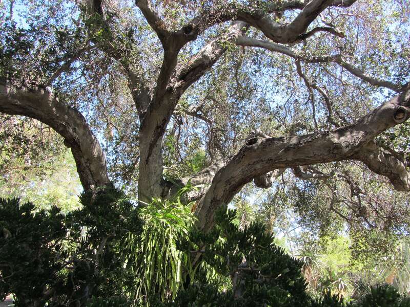 Oak in desert garden