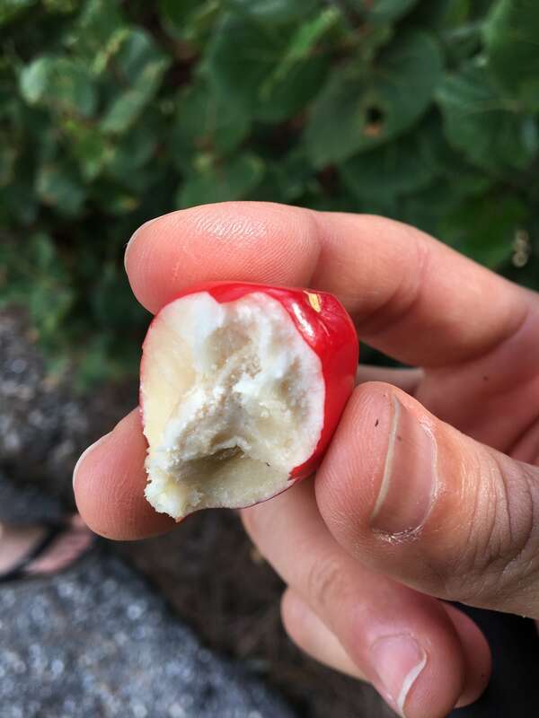 elliptic yellowwood (Ochrosia elliptica)