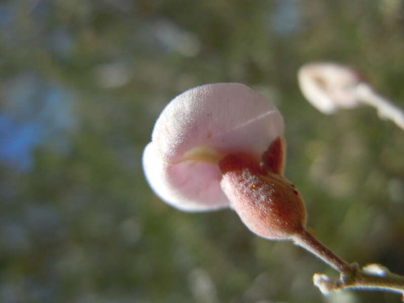 The flowers with whitish purplish petals are produced on short rachises that are congested into panicles at branch ends. These panicles to not terminate the stem growth. The triangular calyx lobes and hairy surfaces of the petals (back sides of