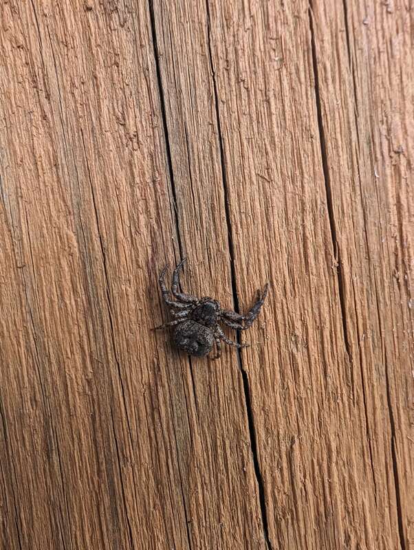 Bassaniana floridana