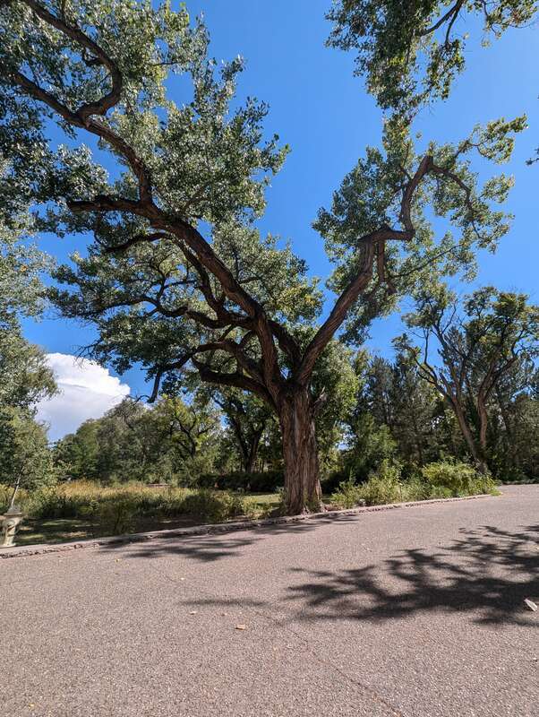 Cotton wood tree in Albuquerque on lospalanos farm