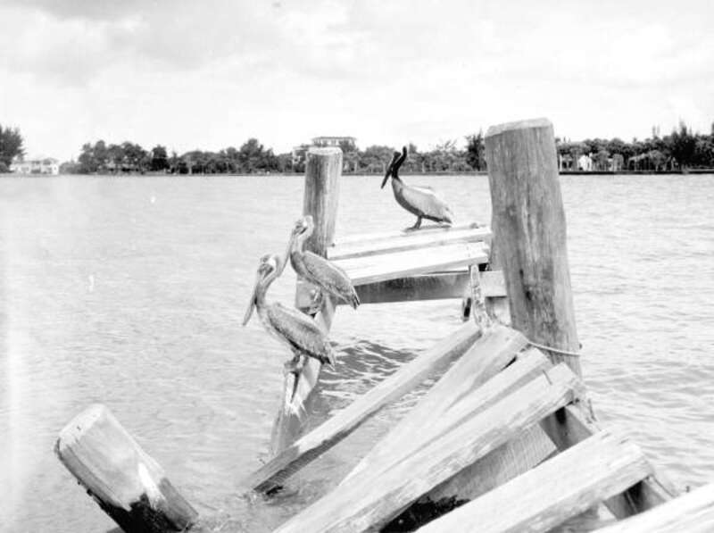 Local call number: c005232
Title: [Pelicans on old pier in Sarasota]
Date: 1946.
Physical descrip: 1 photoprint : b&amp;amp;w ; 4 x 5 in.
Series Title: (Commerce Collection.)
General note: Here a mature adult in breeding plumage has joined two immature