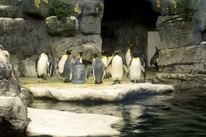 Penguins summer vacationing in Houston Moody Gardens
