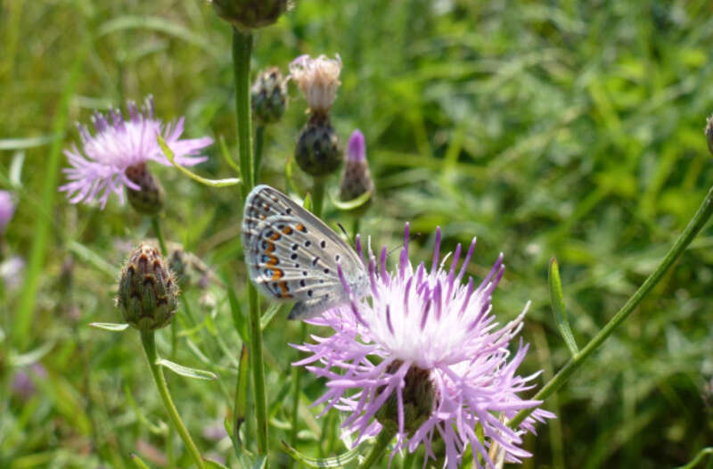 Photo of the Week - 8/19/13

This is the tiny but elegant Karner blue butterfly, a species whose population has been declining over the years. In today's ‪#‎WordPress‬ feature, USFWS New York Field Office's Bethany Holbrook shows you how we are