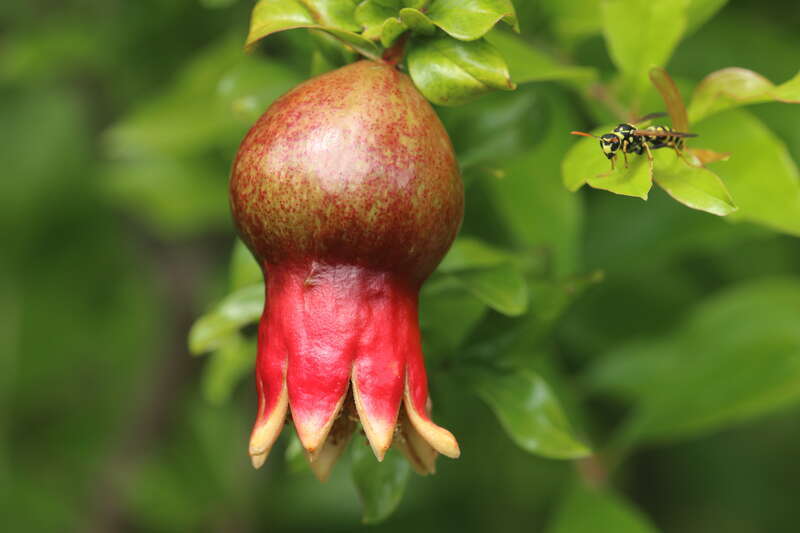Picture of a pomegranate fruit setting in a flower.