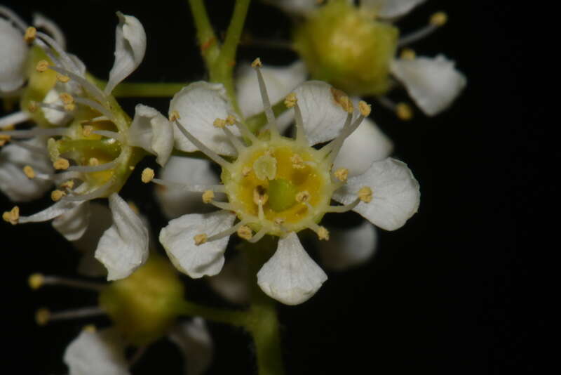 Macro image of Prunus alabamensis (Alabama cherry) flowers