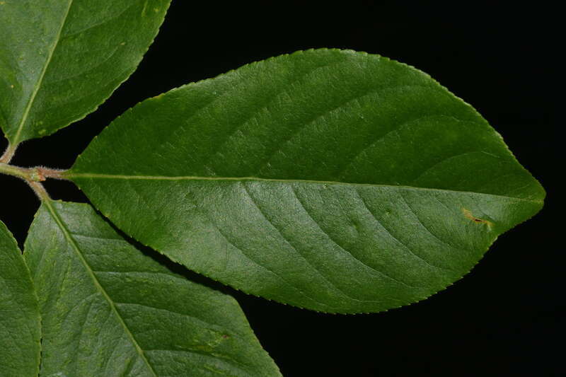 Abaxial surface of a Prunus alabamensis (Alabama cherry) leaf