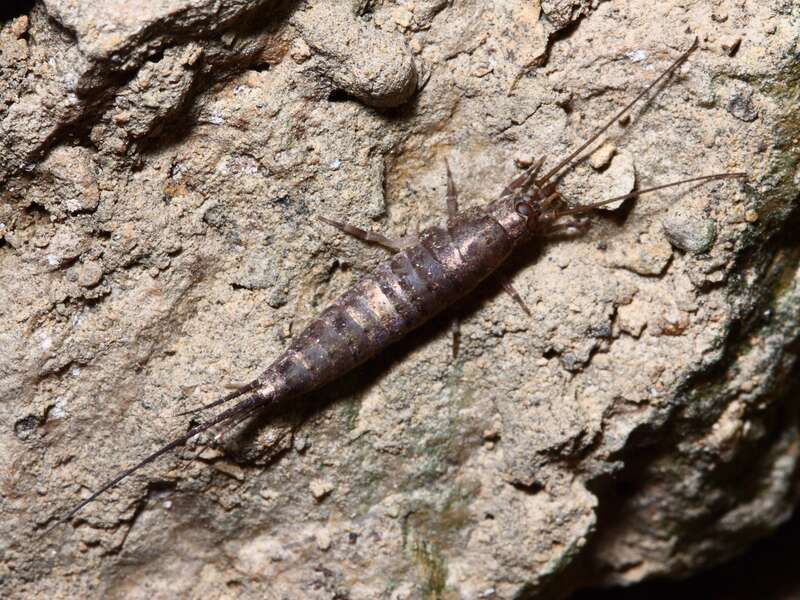 Rock Bristletail on Ordovician sedimentary rocks, Lowden Stae Park, Ogle County, Illinois.