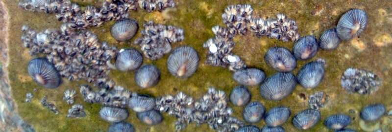 Heterobranchia mollusks of the species Siphonaria naufragum Stearns, 1872[1] between barnacles. Photograph taken in Bal Harbour, Forida, USA (February 12, 2018).