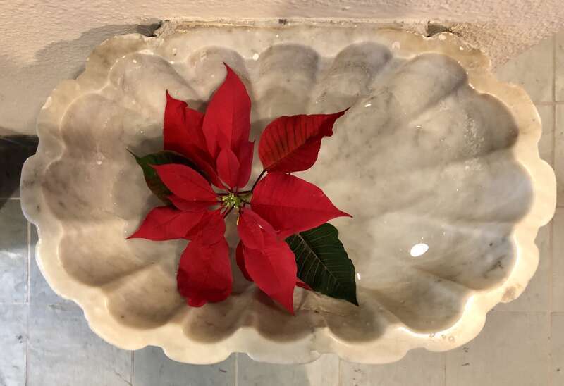St. Brigid of Kildare Catholic Church (Dublin, Ohio) - poinsettia in holy water