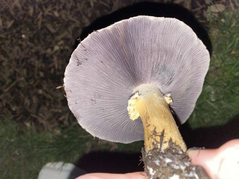 Wine-cap Stropharia (Stropharia rugosoannulata)