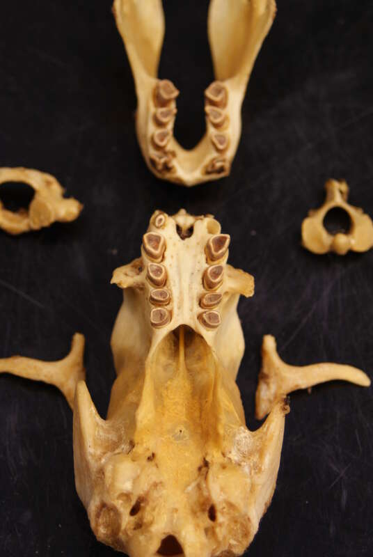 Three toed sloth (Bradypus variegatus) collected from Costa Rica (probably by or associated with Dr. Brad McPherson) located in the Biology Department at Centenary College of Louisiana. The atlas and axis cervical vertebrae are on the left and right,