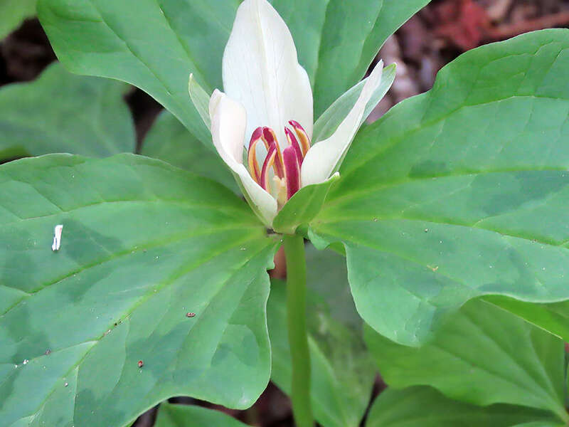 Trillium chloropetalum var. giganteum with flower observed March 6, 2022 in the Golden Gate National Recreation Area in San Mateo County, California USA