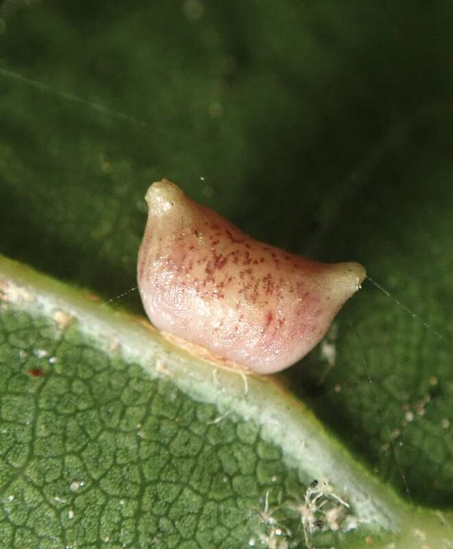 Two-horned Gall Wasp (Dryocosmus dubiosus) - iNaturalist Photo 327814005, (c) Cricket Raspet, some rights reserved (CC BY), uploaded by Cricket Raspet