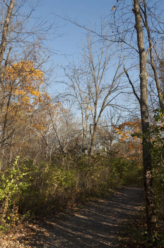 Walkway to Indian Run Falls located in Dublin, Ohio. This photo was taken in early November after a heavy Rain that removed most of the leaves off the Trees.