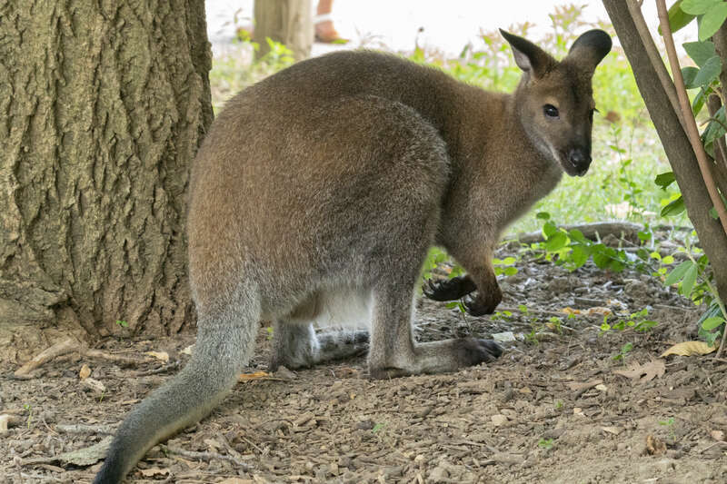 Wallaby at Peoria Zoo