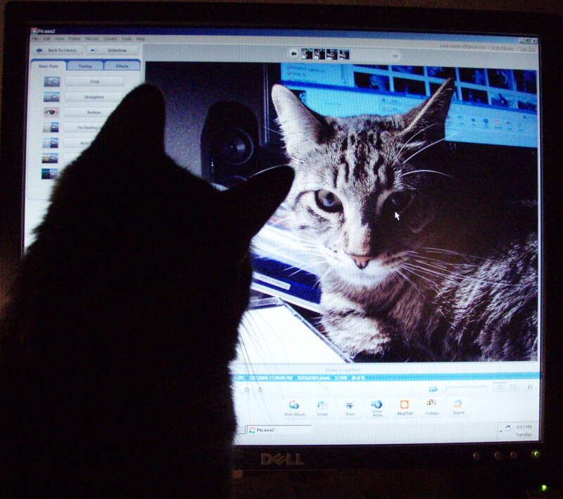 My cat admiring himself on the computer. Typical cat!