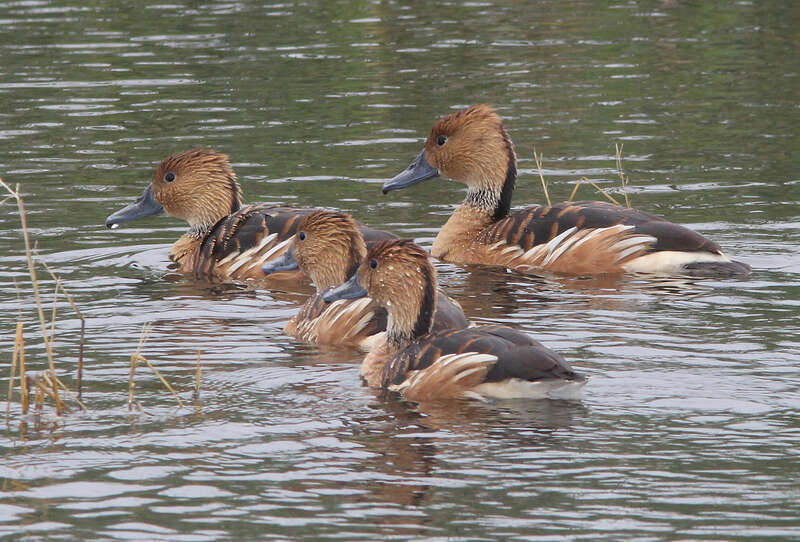 ABA AREA BIRDS: My Photo &quot;Life List&quot;