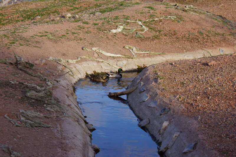 2014, A Mallard Pair, Anas platyrhynchos, in Governor Hunt's Fish Hatchery Ditch