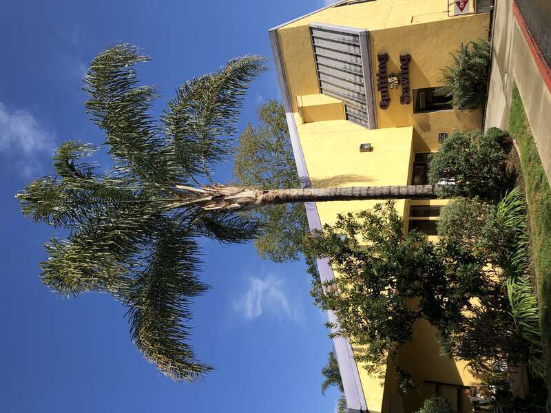 A palm tree along West Olive Avenue in Sunnyvale, Santa Clara County, California