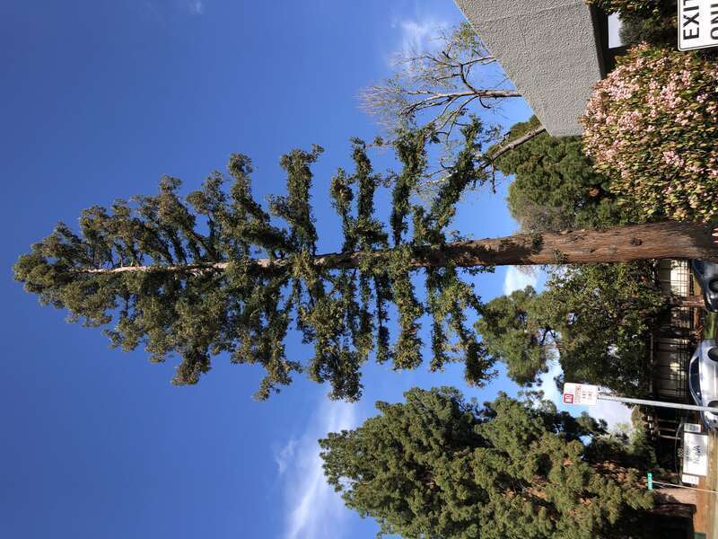 Coast Redwood along West Olive Avenue in Sunnyvale, Santa Clara County, California