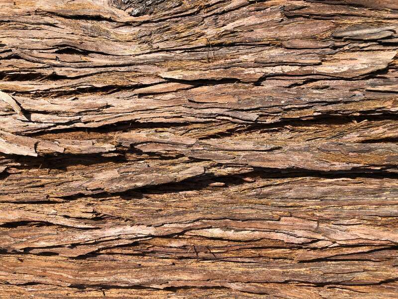 Coast Redwood bark along West Olive Avenue in Sunnyvale, Santa Clara County, California