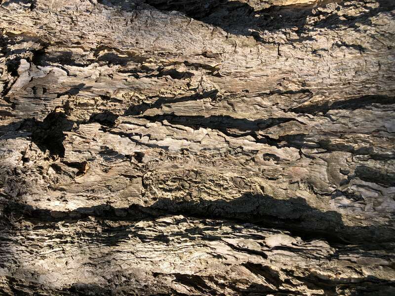 Bark on a large Ginkgo along Kings Highway at Pennsylvania Avenue in Dover, Kent County, Delaware