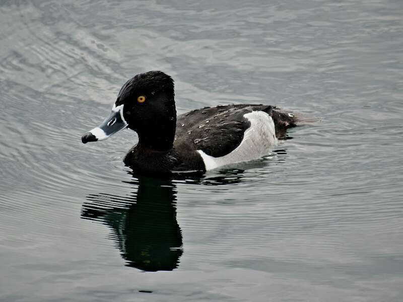 Ring-necked Duck (Aythya collaris)