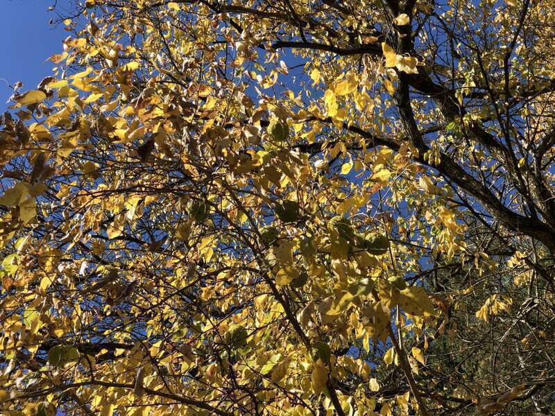 Osage orange fruit and autumn leaves still attached to a branch along County Route 518 (Lambertville-Hopewell Road) in East Amwell Township, Hunterdon County, New Jersey