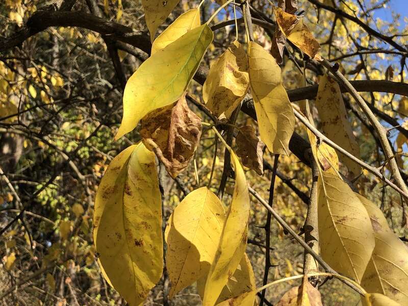 Osage orange autumn leaves along County Route 518 (Lambertville-Hopewell Road) in East Amwell Township, Hunterdon County, New Jersey