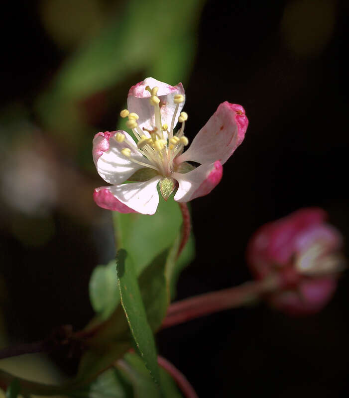 500px provided description: Untitled [#flower ,#plant ,#organism]