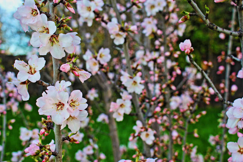 500px provided description: Almond Tree In Bloom [#flowers ,#beauty ,#spring ,#nature ,#outside ,#outdoors ,#beauty in nature ,#bloom ,#springtime ,#blooming ,#pink flowers ,#nature photograph ,#almond tree ,#nature pics ,#Almond blooms]