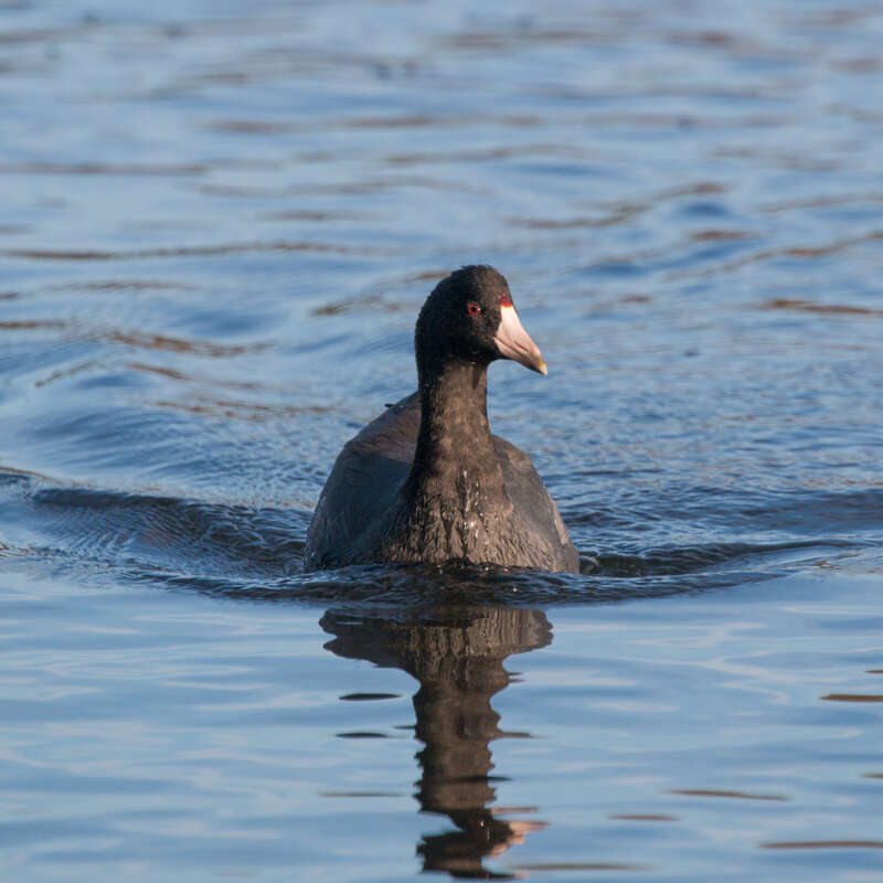 One of the things I've really enjoyed about birding while traveling is noticing the subtle differences between related species that have quite different ranges. Coots are a perfect example: the Eurasian Coot (previous picture) is quite similar to