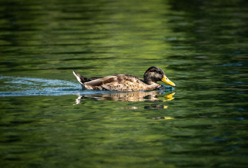 American black duck (Anas rubripes) at Quarry Lake, Naperville, Illinois, US