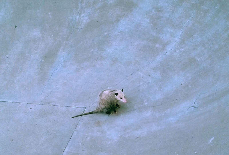 This little guy got himself stuck in a skatepark in Tigard, Oregon
