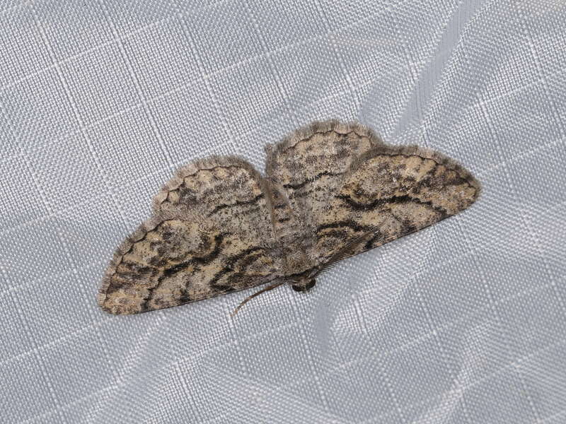Anavitrinella pampinaria (Guenée, 1857), to actinic light, Mitchell Canyon, Mount Diablo State Park, California, USA, 4 June 2018