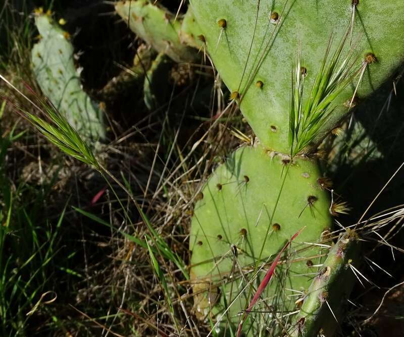 Anisantha madritensi