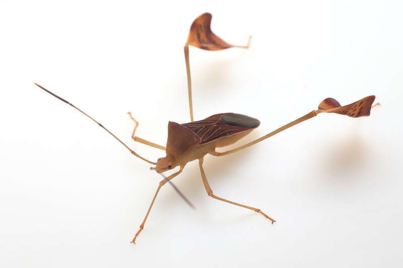 Flag-footed Bug (Anisoscelis affinis)