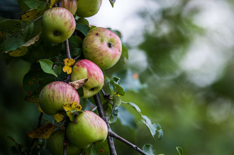 Overloaded apple tree branch at Chippewa Nature Center.