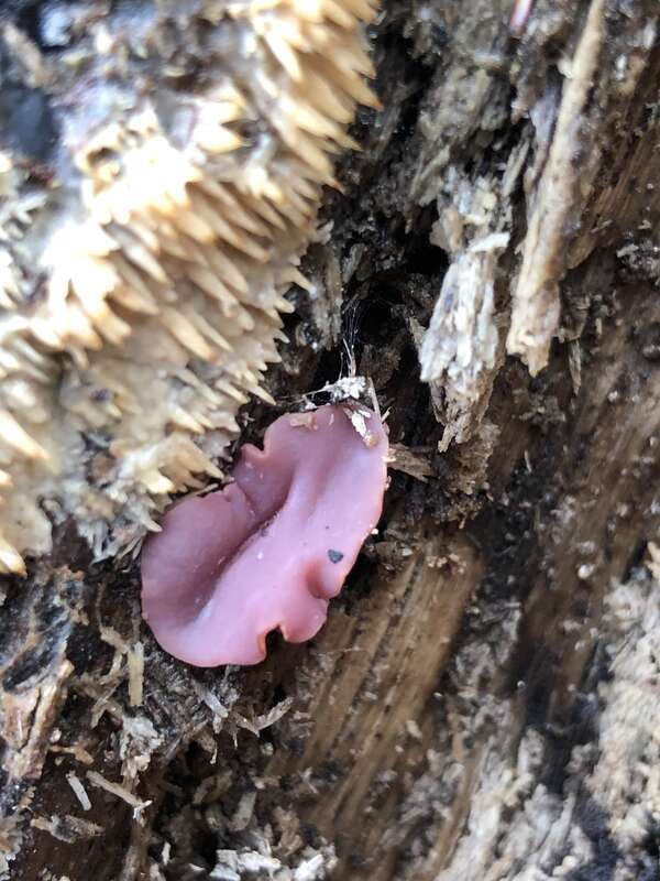 Purple Jellydisc (Ascocoryne sarcoides)