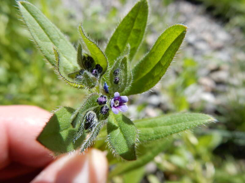 Asperugo in early season flowering condition growing along side a building and under a canopy of Toba Hawthorn (Crataegus x mordenensis 'Toba') and Cotoneaster lucida. The scabrous or hirsute hairs covering the herbage of this species facilitate its